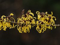 Hamamelis Nina 2016 01 23 8996